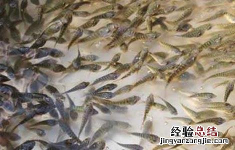 罗非鱼繁殖技术 罗非鱼生殖