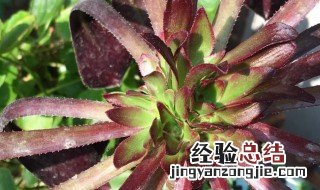 黑法师摘心教程 法师如何摘心