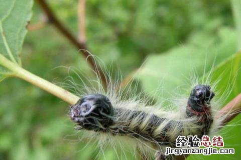 家庭常见害虫 常见害虫