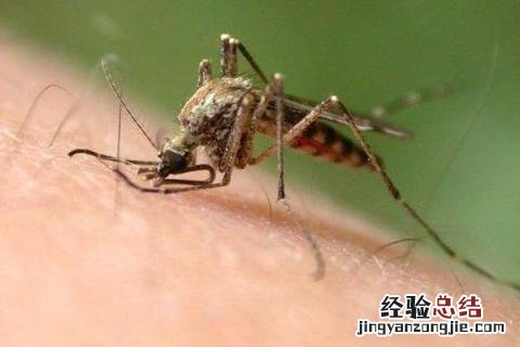 家庭常见害虫 常见害虫