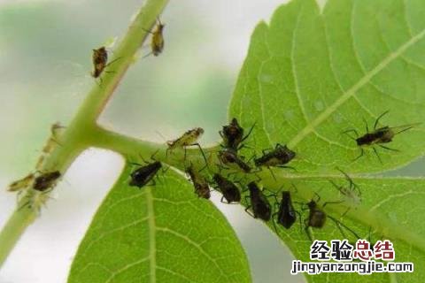 家庭常见害虫 常见害虫