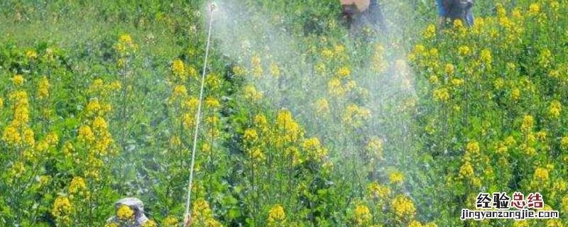 金杆菌药性能持续多久 金杆菌农药用途，能打石榴树吗