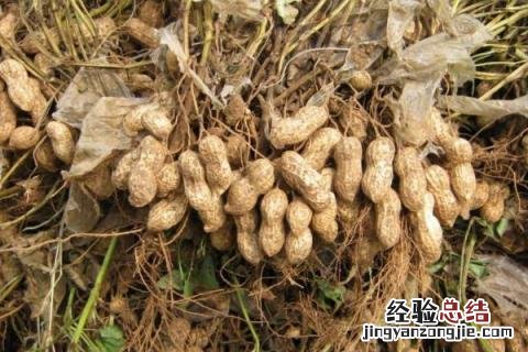 高产罗汉果花生新品种 罗汉果花生高产品种有哪几个