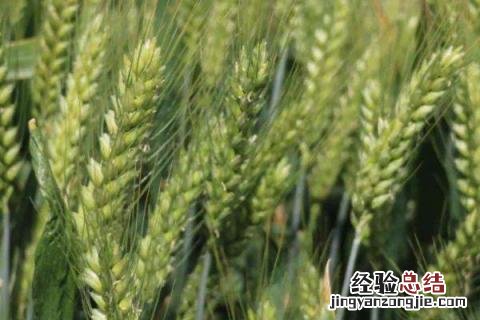 强筋小麦品种有哪些 5个强筋小麦品种