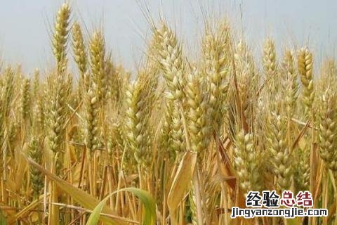 强筋小麦品种有哪些 5个强筋小麦品种