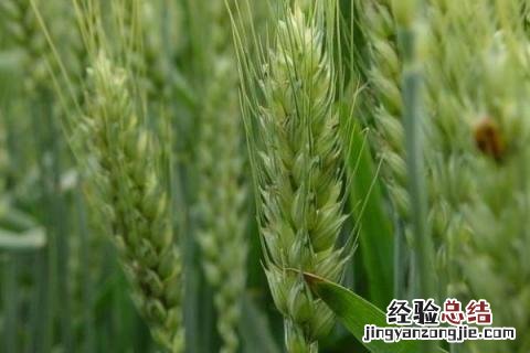 强筋小麦品种有哪些 5个强筋小麦品种