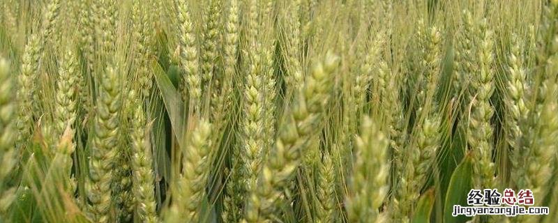 强筋小麦品种有哪些 5个强筋小麦品种