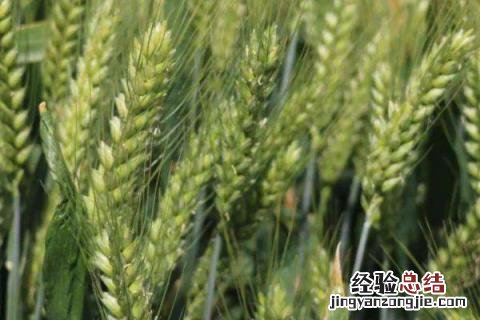 强筋小麦品种有哪些 5个强筋小麦品种