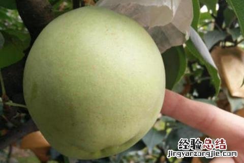 最新果树新品种 果树新品种