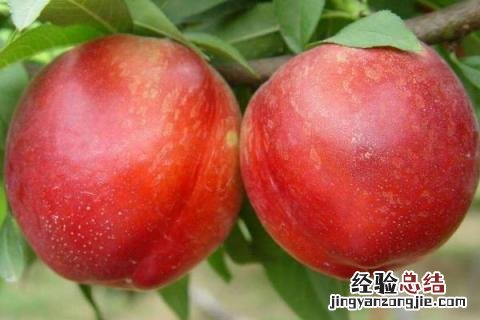 最新果树新品种 果树新品种