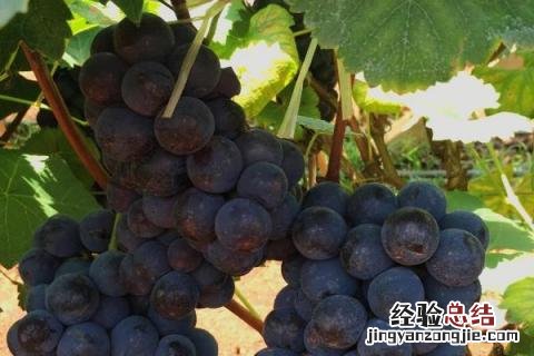 最新果树新品种 果树新品种