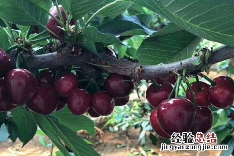 最新果树新品种 果树新品种