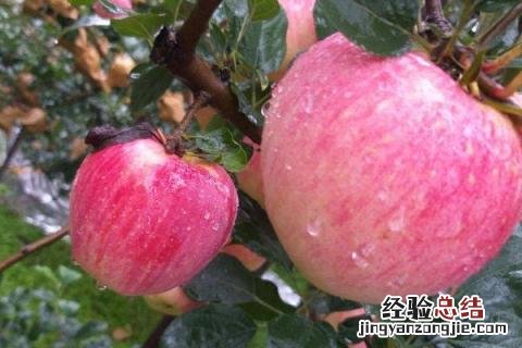 最新果树新品种 果树新品种