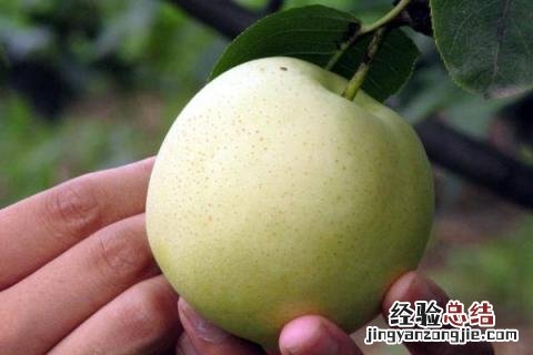 最新果树新品种 果树新品种
