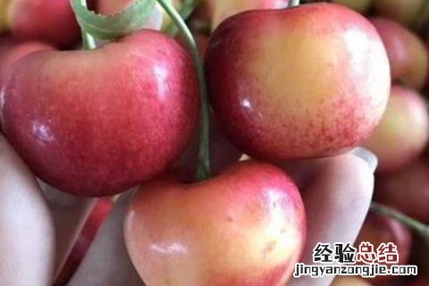 最新果树新品种 果树新品种