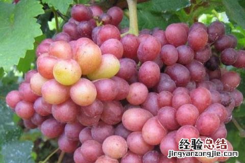 最新果树新品种 果树新品种