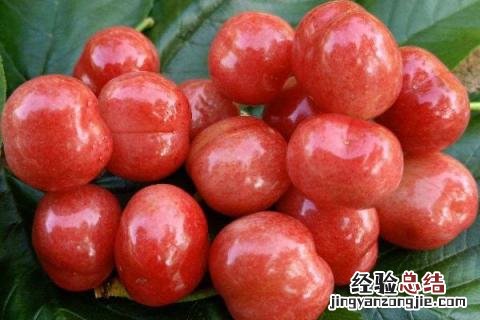 最新果树新品种 果树新品种