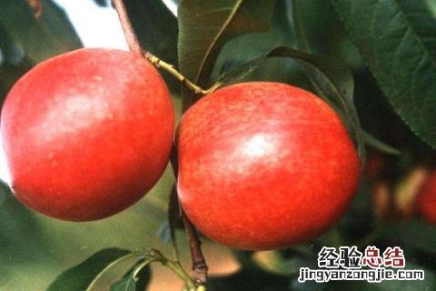 最新果树新品种 果树新品种