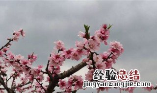 又是一年芳草绿依然十里杏花红是什么意思 又是一年芳草绿扩展资料介绍