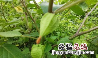 灯笼草有什么功效与作用及禁忌 灯笼草有什么功效与作用