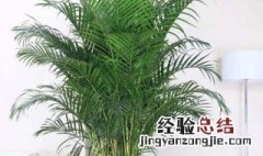 散尾竹的功效与作用 散尾竹的功效与作用及图片