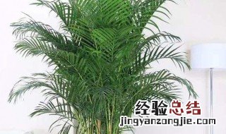 散尾竹的功效与作用 散尾竹的功效与作用及图片