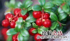 红豆果的功效与作用 红豆果的功效与作用禁忌