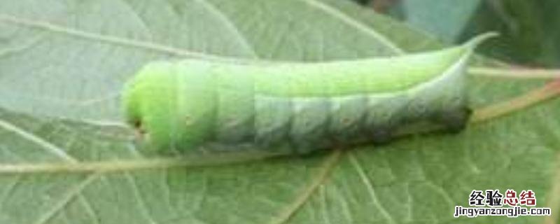 防治青虫特效药有哪些,什么时候防治效果好