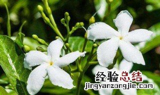 风车茉莉养几年开花 风车茉莉养几年开花啊