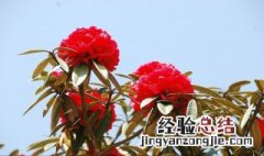 马樱花移栽后开花吗 马樱花最佳移栽时间