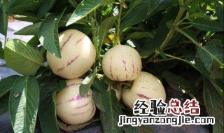 人参果怎么吃法 人参果吃法有什么