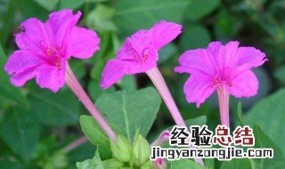 紫茉莉的功效与作用 紫茉莉的功效与作用及禁忌