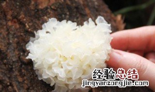 密花雪耳和银耳的区别 雪耳和银耳的区别