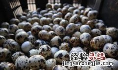 鹌鹑蛋怎样烧汤 鹌鹑蛋怎么烧汤吃