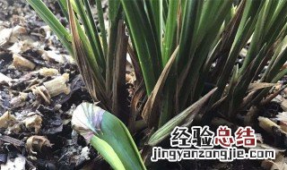 兔耳兰开花是什么样的 兔耳兰开花香吗?