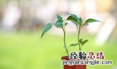 蟹爪兰套塑料袋如何开花视频 蟹爪兰套塑料袋如何开花