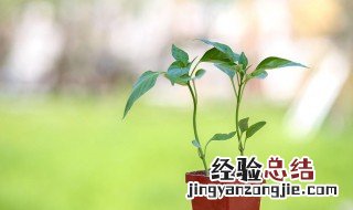 蟹爪兰套塑料袋如何开花视频 蟹爪兰套塑料袋如何开花