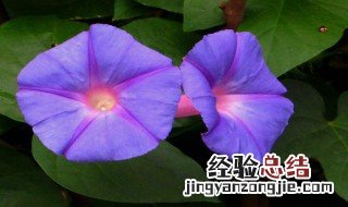 喇叭花几月几日开花 喇叭花几月几日开花呢