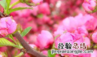 红妃樱桃开花几月份结果 红妃樱桃开花几月