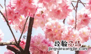 桃花梨花杏花什么季节开 桃花杏花梨花哪个先开放