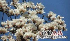 白玉兰如何修剪视频 白玉兰如何修剪