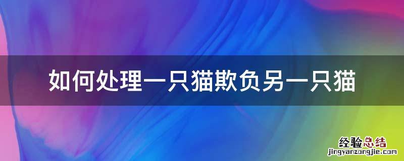 一只猫欺负另一只怎么办 如何处理一只猫欺负另一只猫