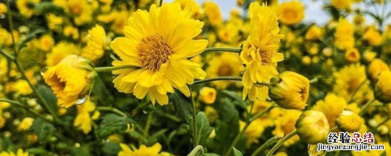 菊花的种植与栽培技术,什么时候种植好