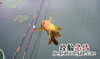 冬季钓鱼鱼口轻怎么解决 冬季钓鱼鱼口轻的解决办法