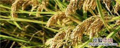 丁草胺在水稻田使用方法 丁草胺在水稻田使用方法视频