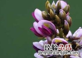 葛花茶有什么功效 葛花茶的功效与作用