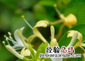 金银花叶的功效与作用图片 金银花叶的功效与作用