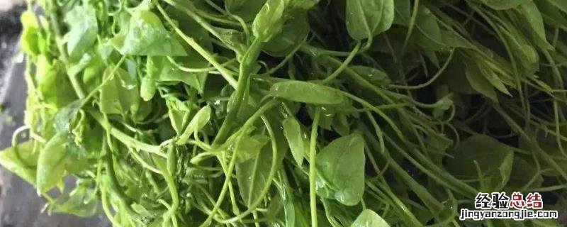 龙须菜是什么瓜苗，它是如何繁殖的 龙须菜是什么瓜苗?