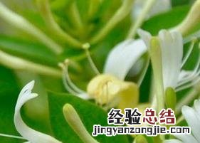 金银花藤的功效与作用泡水喝的功效 金银花藤的功效与作用
