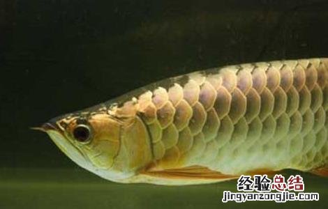 观赏鱼的品种分类有哪些 观赏鱼的品种分类有哪些图片